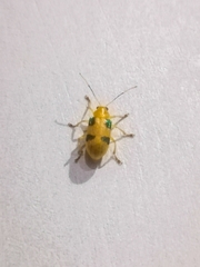 Metaxyonycha panamensis