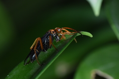 Leptodialepis bipartitus