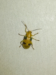 Metaxyonycha panamensis
