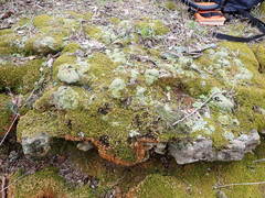 Phaeophyscia squarrosa