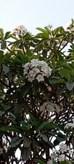 Magnoliopsida