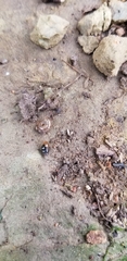 Glyphyalinia