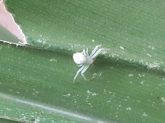 Thomisidae