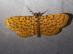 Polygrammodes eleuata
