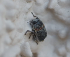 Pachybrachis thoracicus