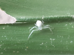 Thomisidae