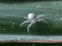 Thomisidae