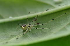 Thwaitesia margaritifera