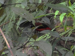 Ramphocelus dimidiatus