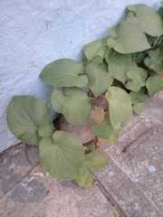 Piper umbellatum