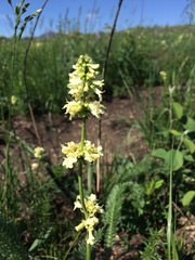 Penstemon confertus