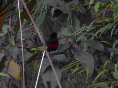 Ramphocelus dimidiatus