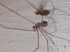 Physocyclus globosus