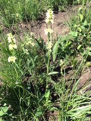 Penstemon confertus
