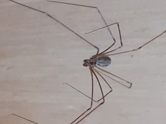 Physocyclus globosus