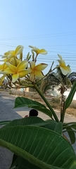 Plumeria rubra