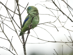 Forpus conspicillatus