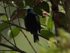 Stilpnia cyanicollis