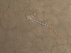 Phyllodactylus reissii