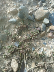 Heliotropium microstachyum