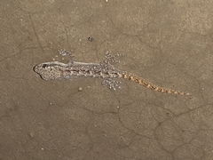 Phyllodactylus reissii