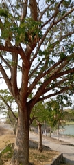 Magnoliopsida