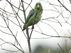 Forpus conspicillatus