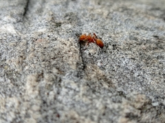 Cephalotes clypeatus