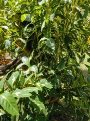 Graptophyllum