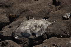 Callinectes arcuatus