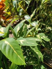 Graptophyllum