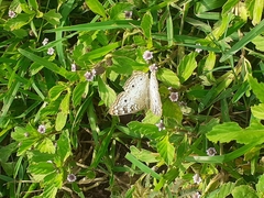 Anartia jatrophae