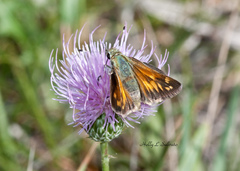 Hesperia woodgatei