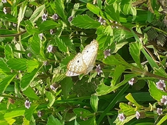 Anartia jatrophae