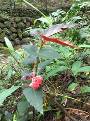Begonia coccinea
