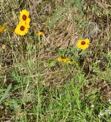Thelesperma filifolium