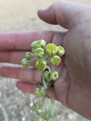 Hymenopappus flavescens