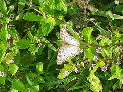 Anartia jatrophae