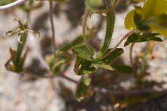 Mentzelia eremophila