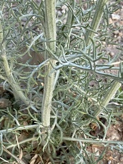 Hymenopappus flavescens