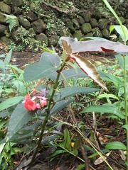 Begonia coccinea