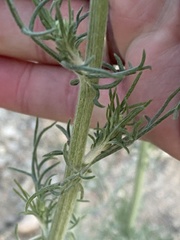 Hymenopappus flavescens