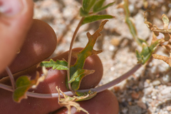 Mentzelia eremophila