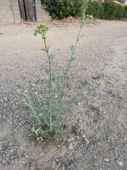 Hymenopappus flavescens