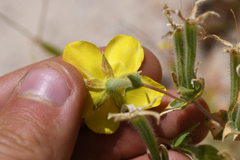 Mentzelia eremophila