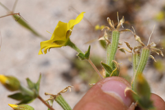 Mentzelia eremophila