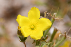 Mentzelia eremophila