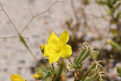 Mentzelia eremophila
