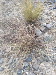 Spergularia pazensis