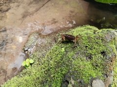 Pseudothelphusa dugesi